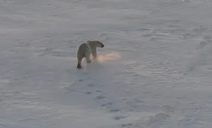 Белых медведей пересчитали