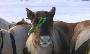 Салехардцы с нетерпением ждут всеми любимый праздник – День оленевода