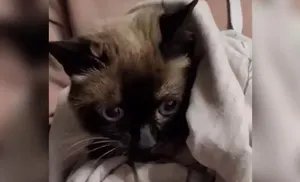 Салехардские волонтеры спасли кота в подъезде