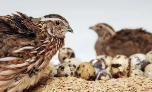 Молодые фермеры Ямала получат гранты