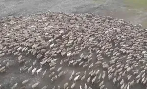 2200 тонн мяса оленя заготовят в этом году