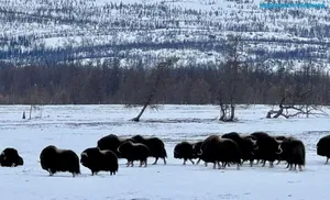 Новая книга об удивительном животном мире Ямала готовится к изданию
