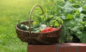 Продолжается Всероссийский социальный проект #Добрый огород