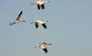 Ямальские стерхи начали миграцию на юг