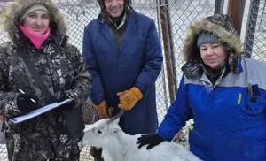 Найдены гены, влияющие на качество оленины