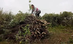 Искры большого костра