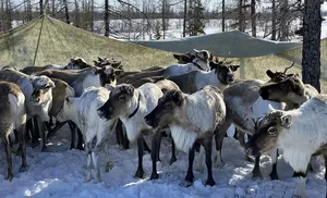 На Ямале началась весенняя вакцинация оленей против сибирской язвы