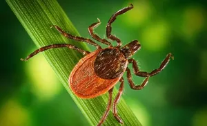 Осторожно, клещ! Пусть летний отдых будет безопасным