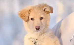 В округе стартовала региональная акция "Мой пес"