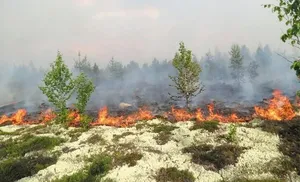 С 10 мая по 1 октября 2023 года на Ямале установлен период противопожарного сезона