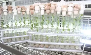 Ямал продолжает реализацию программы «Арктический банк здоровых сортов картофеля»