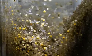 Собский рыбозавод летом планирует выпустить в водоемы 13 млн штук молоди муксуна