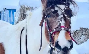 В салехардской конюшне Симона Васильева прибавление