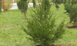 130 вечнозеленых деревьев в «Парке Победы»