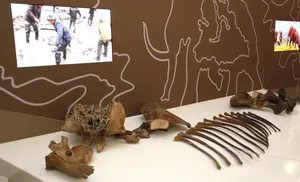 Скелет мамонта Тадибе отправили на восстановление в Международный центр реставрации