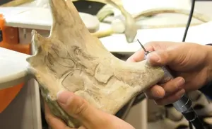 Бесценный опыт от наставников