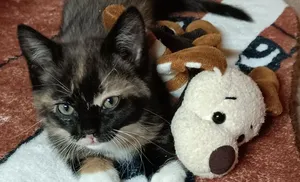 Кошки и собаки не всегда наши друзья. Бешенство – это смертельно