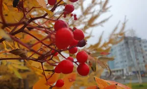 Коротко о важном