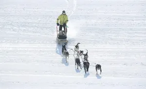 На Ямале пройдут соревнования на собачьих упряжках