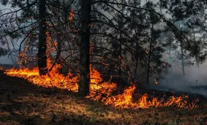 Больше 300 человек тушат пожары на Ямале