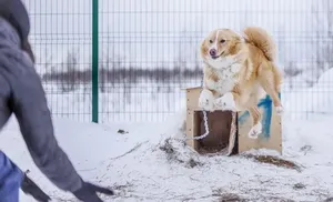 11 добровольческих инициатив получат гранты от губернатора