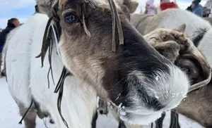 Почувствуйте атмосферу зимней сказки на форуме молодёжи коренных малочисленных народов Севера "Российский Север"!