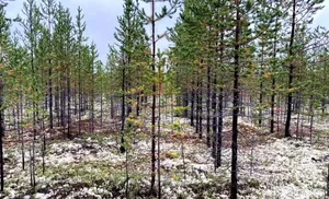 Ямальские леса исследуют уральские ученые