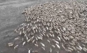 На Ямале проходит вакцинация северных оленей против сибирской язвы в два этапа – весенний и летний