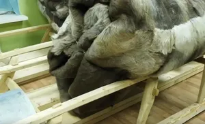 Алексей Титовский вручил молодой семье кочевников сертификат на чумовой капитал