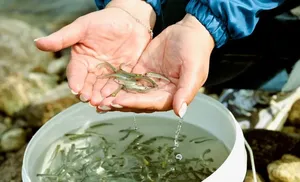 На Ямале определят оптимальные места для выращивания сиговых