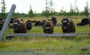 Ямальские овцебыки стали участниками московского эксперимента