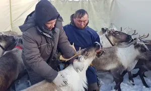 Завершен весенний этап вакцинации северных оленей против сибирской язвы