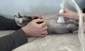 Более тысячи УЗИ-исследований домашних животных проведено на Ямале в этом году