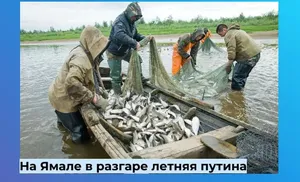 На Ямале официально открыта летняя путина