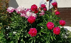 Пионовое настроение