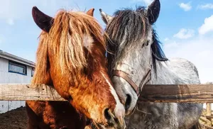 Салехардский фермер организует «Конные путешествия»