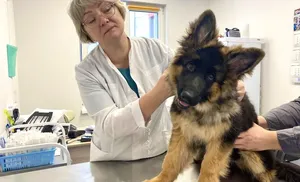 На Ямале стартовала акция вакцинации домашних животных «Новогодний бонус»