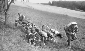 Собаки – герои. Лучшие социальные проекты Салехарда