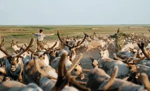 Ветеринары Ямала отмечают юбилей