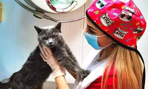 Льготная акция «Мартовский кот» стартует в госветклиниках Ямала