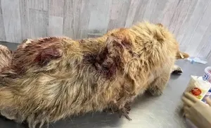 Фонд защиты животных «Дорога Домой» взывает к помощи неравнодушных салехардцев