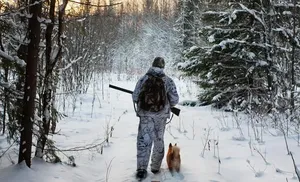 Начался приём заявлений на распределение разрешений на добычу лося и бурового медведя