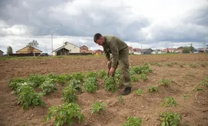 Картофель северной закалки. Как добиться независимости от иностранных поставщиков