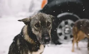 Ямал предлагает на федеральном уровне решить проблему безнадзорных животных