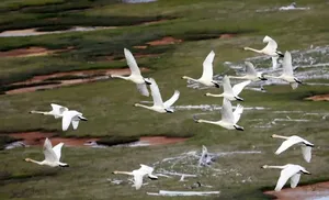 Экологическая обстановка на Ямале способствует увеличению численности стерхов и серых журавлей