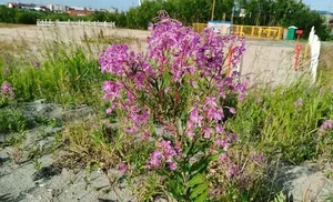 Цвет лета в Салехарде – цвет фуксии, и всё благодаря плантациям удивительного по красоте и полезности иван-чая