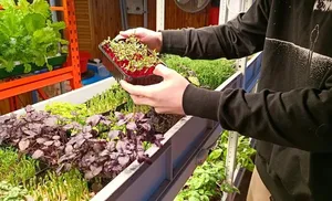 На Ямале стартовал прием заявок для участия в конкурсе «Агростартап»