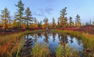 Ямальцы начинают охоту на пернатых