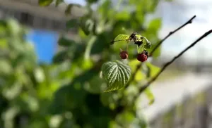 Сергей Ямкин передал саженцы кедров для благоустройства Лабытнанги