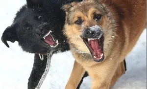 СКР Ямала расследует уголовные дела о нападениях безнадзорных собак на граждан